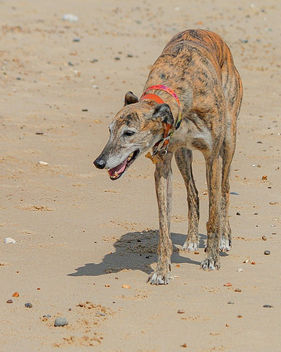 Greyhound on the beach - image #467019 gratis