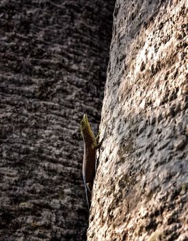 Baobab and Standing's Day Gecko - image gratuit #467129 