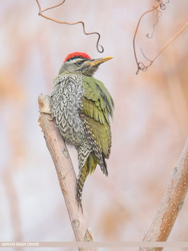 Scaly-bellied Woodpecker (Picus squamatus) - image gratuit #467239 