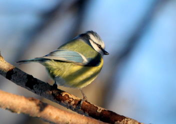 The blue tit in shadows,, - Free image #467279