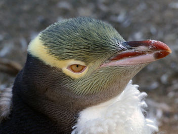 Yellow-eyed penguin. (Megadyptes antipodes) - image gratuit #467349 