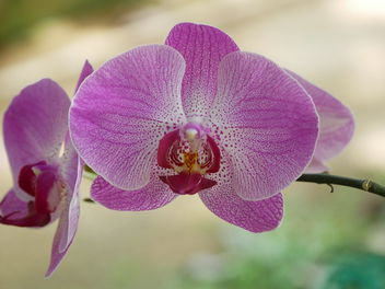 pink orchid - image gratuit #467469 