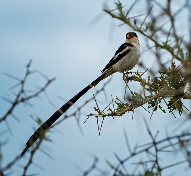 Pin-tailed Whydah - Free image #467539