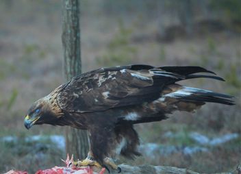 The golden eagle on the swamp - Free image #467799