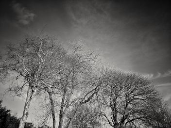 The Trees are still bare... - бесплатный image #468059