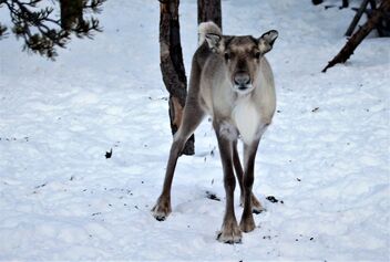 Female reindeer - image gratuit #468179 