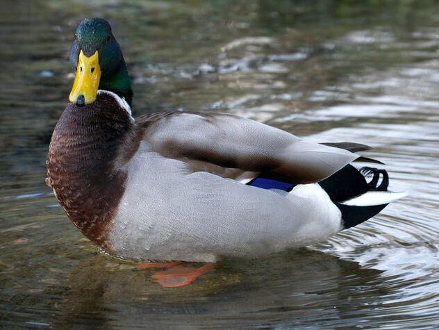 Afternoon in the garden. The duck. - Free image #468379