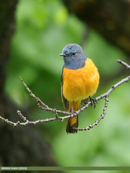 Blue-fronted Redstart (Phoenicurus frontalis) - Free image #468669