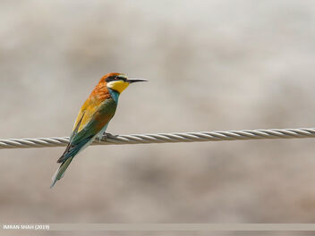 European Bee-eater (Merops apiaster) - Free image #469379