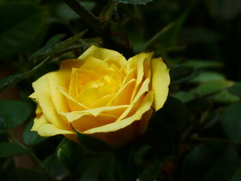the rose - image #469519 gratis