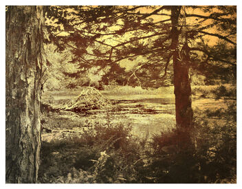 Beaver Pond - image #469919 gratis