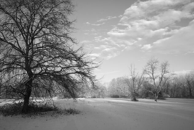 Winter in the park. Best viewed large. - бесплатный image #470029