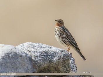 Red-throated Pipit (Anthus cervinus) - Free image #470099