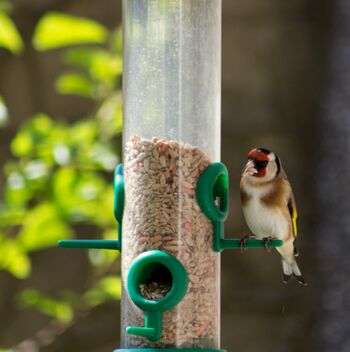 Goldfinch on feeder. - бесплатный image #470219