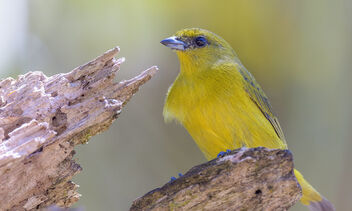 Yellow-crowned Euphonia (female) - Kostenloses image #470359