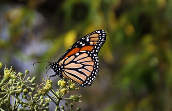 The Monarch Butterfly. - image #470449 gratis