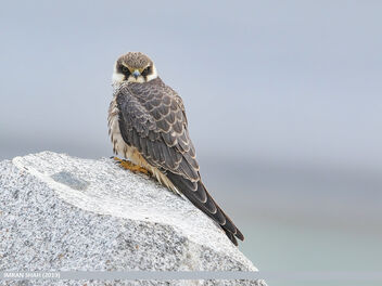 Eurasian Hobby (Falco subbuteo) - Free image #470569