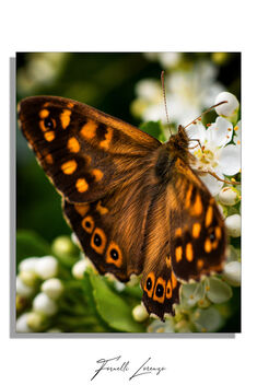 Butterfly - image gratuit #470669 