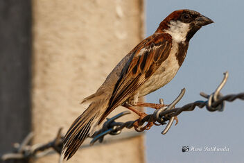 A House Sparrow - image gratuit #470729 