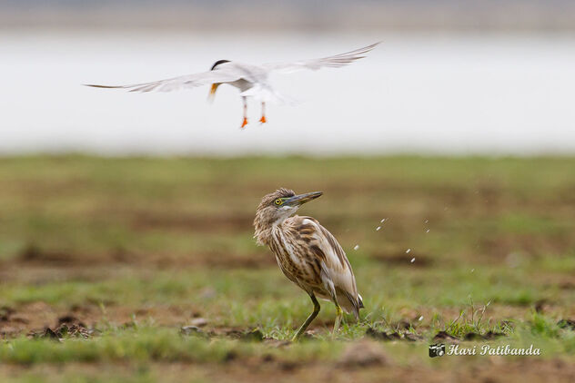 A Tern Pooping on an Indian Pond Heron to scare - Free image #470749