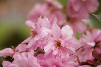 Cherry Blossom - image #470909 gratis