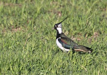 The Lapwing on the green. - image gratuit #470949 