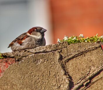 Resting Sparrow. - бесплатный image #471109