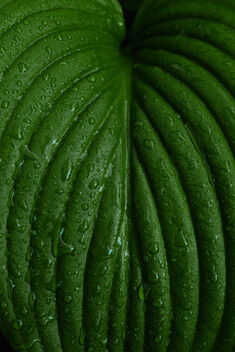 Fresh green leaf of lily and water drops after rain. Natural background - бесплатный image #471229