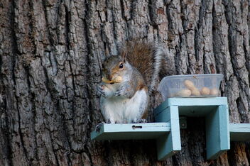 Grey Squirrel Eating His Nuts - Free image #471309