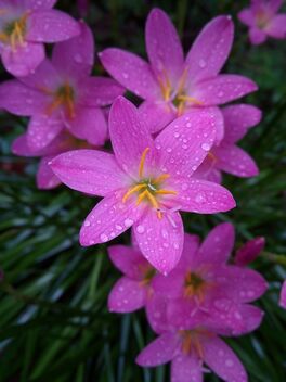 Rain Lily - image #471419 gratis