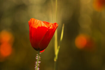 Red Poppy Sunset - image #471629 gratis