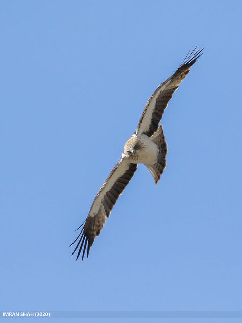 Booted Eagle (Hieraaetus pennatus) - image gratuit #471649 