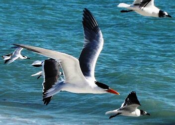 Flying High, Ocean Birds - image gratuit #471799 