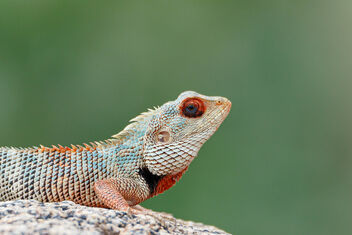To Dart off or not! An Oriental Garden Lizard's question! - image gratuit #471819 
