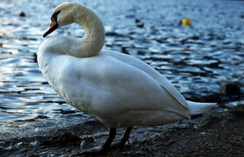 Swan at evening. Best viewed large. - бесплатный image #471839