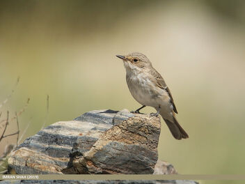 Spotted Flycatcher (Muscicapa striata) - Free image #471879