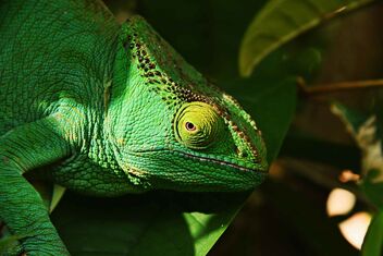 Wild Chameleon - image #471969 gratis