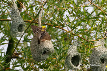 Baya Weavers competing for the female's attention - Free image #472209