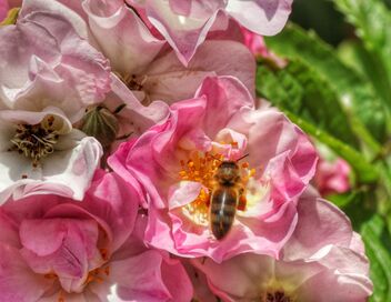 Bizzy bizzy Bee - бесплатный image #472249
