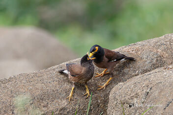 Still have to feed the little Baby - Myna - Free image #472359