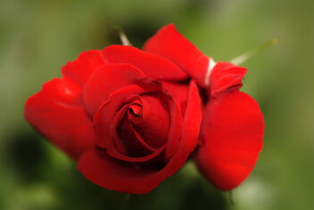 Rose. Full resolution. - image #472419 gratis