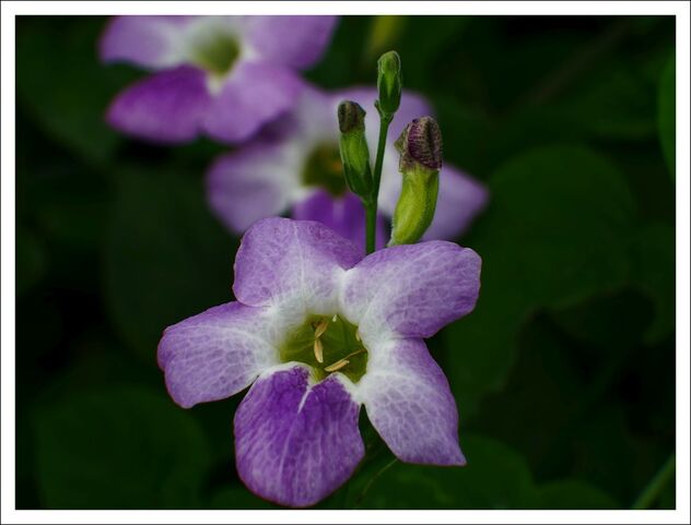 Asystasia gangetica or Chinese violet - Kostenloses image #472489