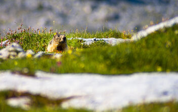 Alpine Marmot - image #472599 gratis
