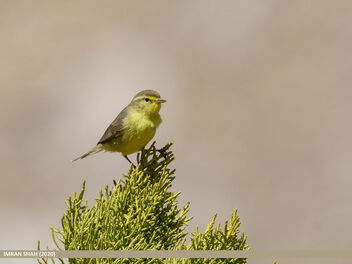 Tickell's Leaf Warbler (Phylloscopus affinis) - Free image #472619
