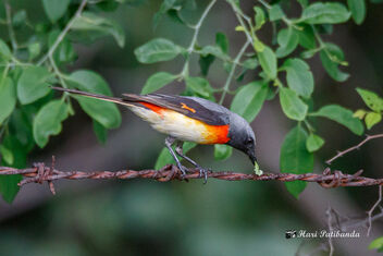 A Small Minivet with a catch - a green Caterpillar - Free image #472749