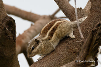 An Indian Palm Squirrel on a Dry Tree - image gratuit #472779 