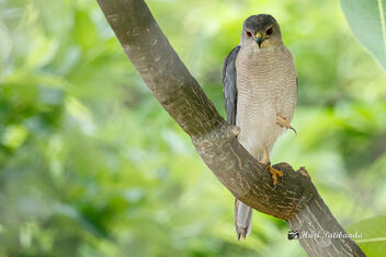 A Shikra (Little Banded Goshawk) Eyeing a prey from a perch - image #472969 gratis