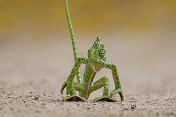 An Indian Chameleon Sitting in the middle of the road - бесплатный image #473139