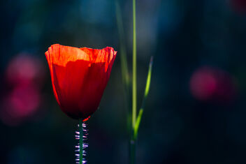 Red Poppy - Kostenloses image #473249