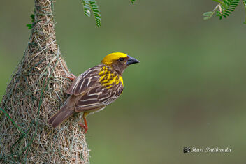 A Male Baya Weaver assessing the competition - image #473279 gratis